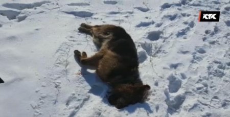 Овчарка загрызла ребенка своих хозяев в Акмолинской области