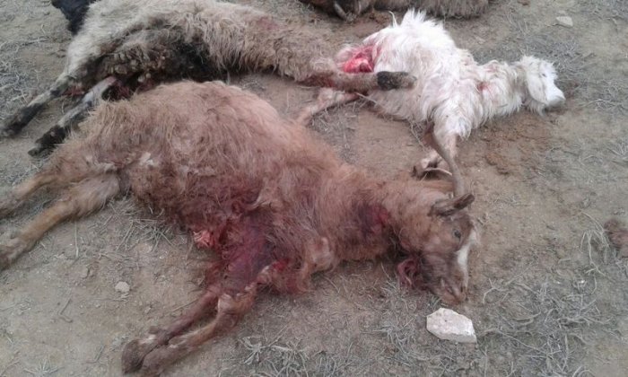 Версии причины массовой гибели домашнего скота высказали жители и акимат села Саин Шапагатов