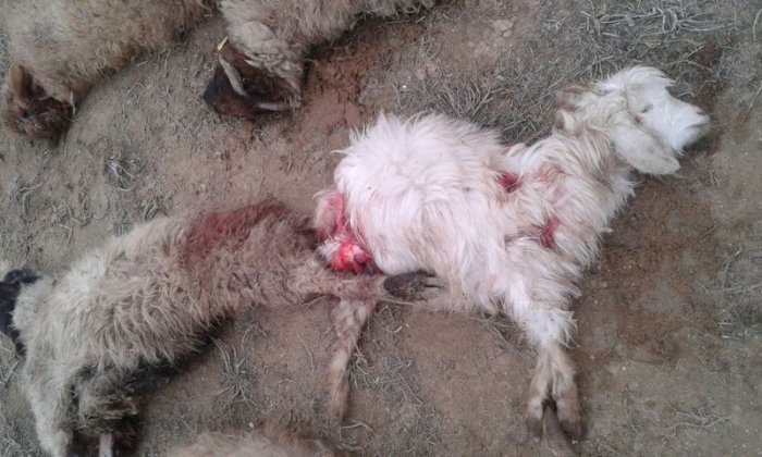 Версии причины массовой гибели домашнего скота высказали жители и акимат села Саин Шапагатов