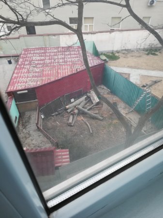 вырубка деревьев