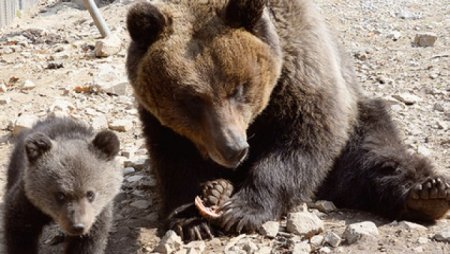 Шведские медведи нашли способ борьбы с охотниками