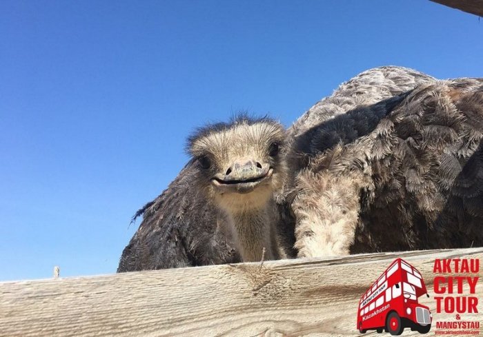 Как провести ближайшие выходные в Актау