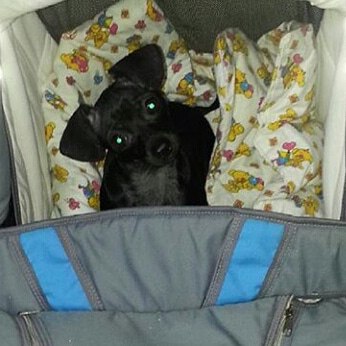 Пропала собака!!!