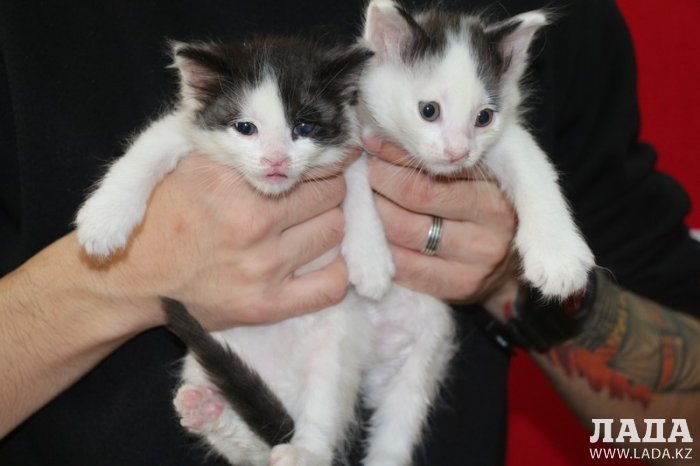 Ладные котята ищут хозяев