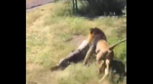 Нападение льва на владельца сафари-парка сняли на видео
