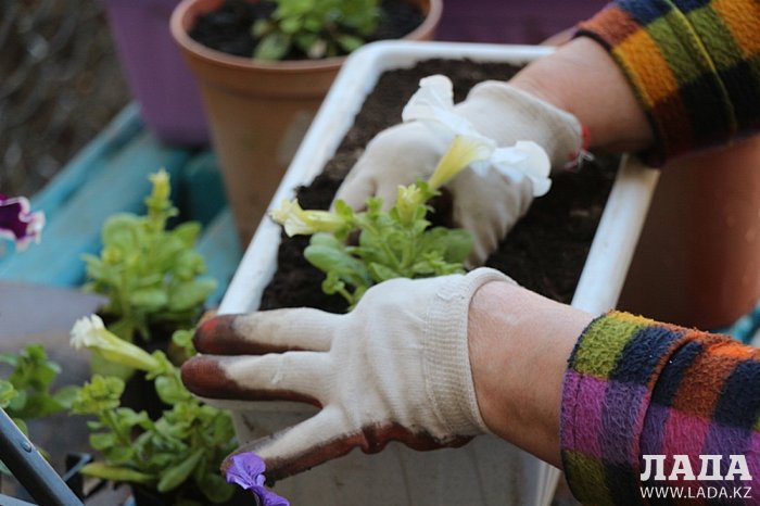 Жительница Актау превратила двор пятиэтажки в цветущий сад