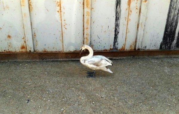 Мангистауские нефтяники нашли лебедя на месторождении