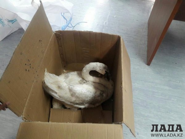 Мангистауские нефтяники нашли лебедя на месторождении