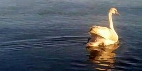 Мангистауские нефтяники нашли лебедя на месторождении