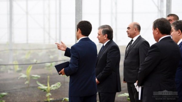 Узбекистан начал выращивать бананы