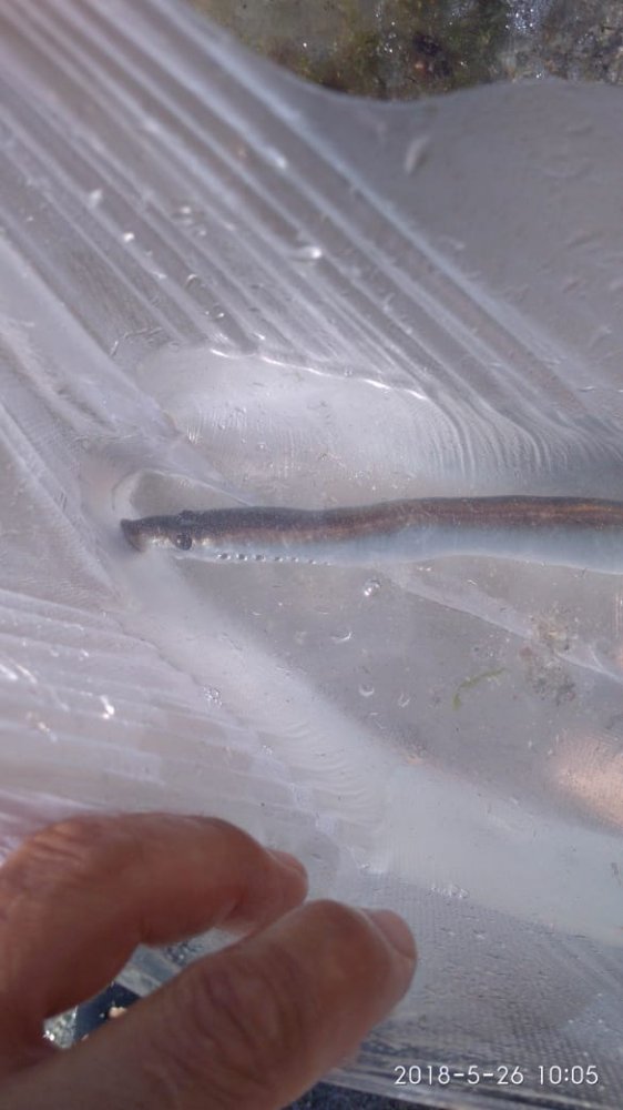 Рыбаков удивил улов жителя Актау