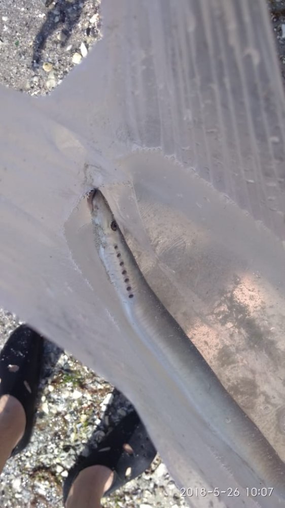 Рыбаков удивил улов жителя Актау