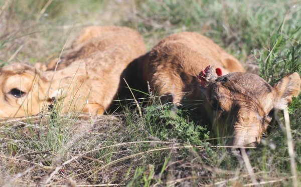 На Устюрте экологи обнаружили 57 новорожденных сайгачат