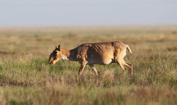 На Устюрте экологи обнаружили 57 новорожденных сайгачат