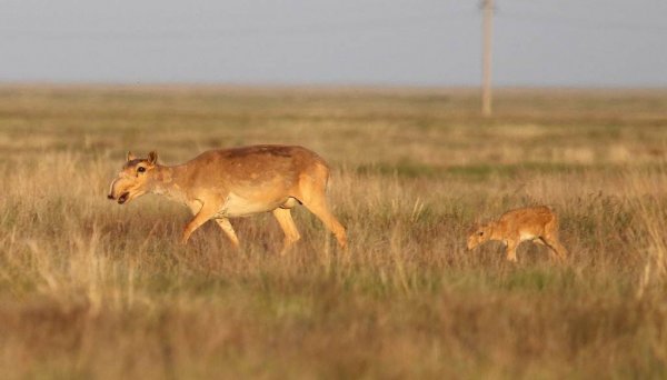 На Устюрте экологи обнаружили 57 новорожденных сайгачат