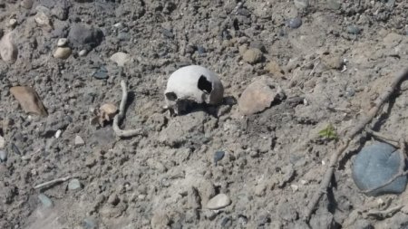 Человеческие черепа и кости на мусорной свалке нашли экологи в ВКО