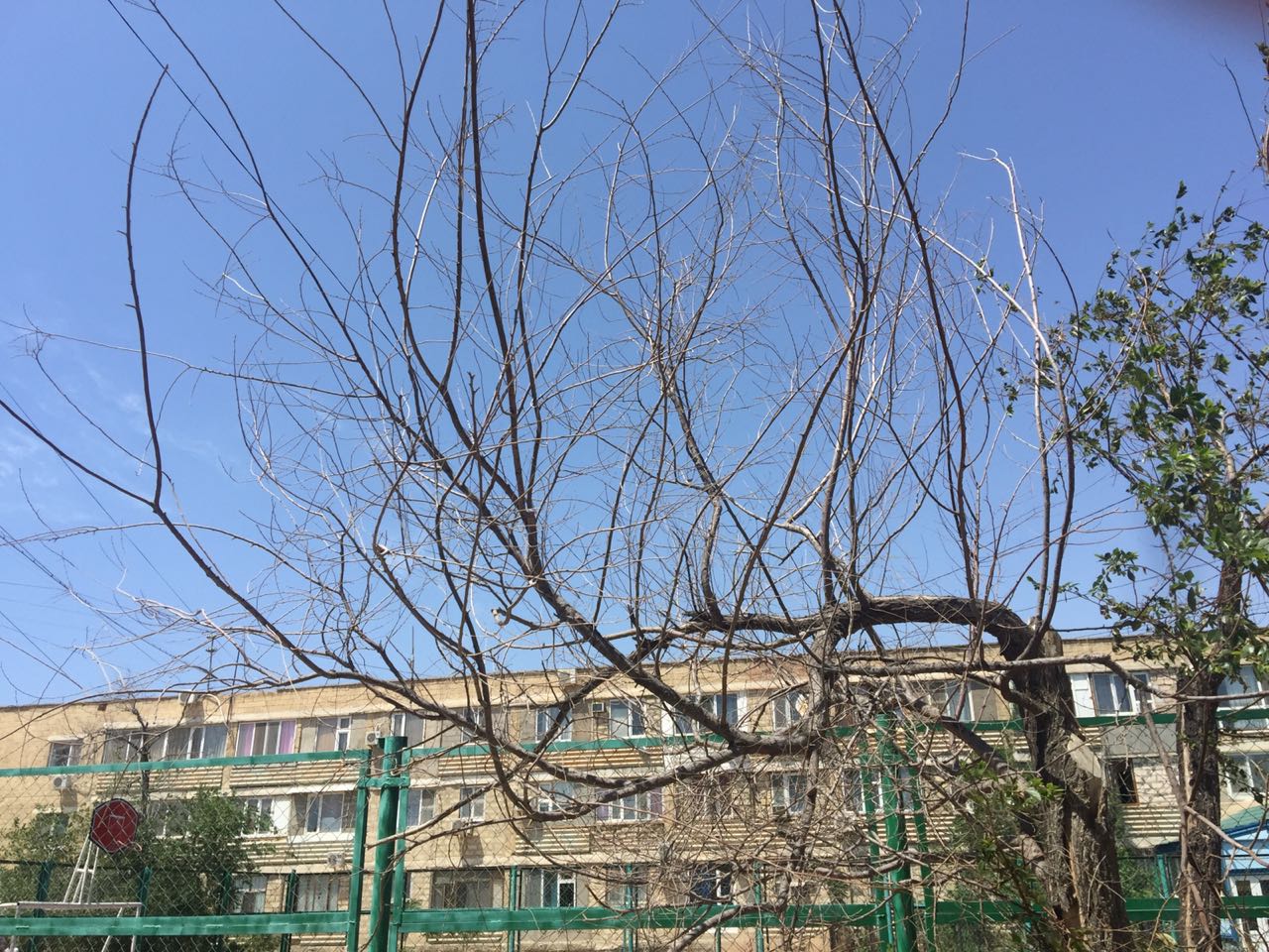 Сухостой в Актау