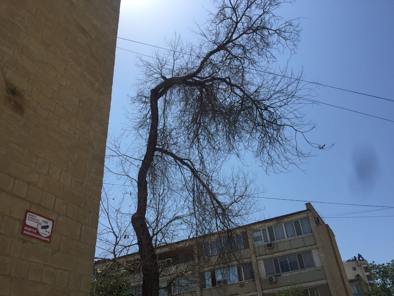 Сухостой в Актау