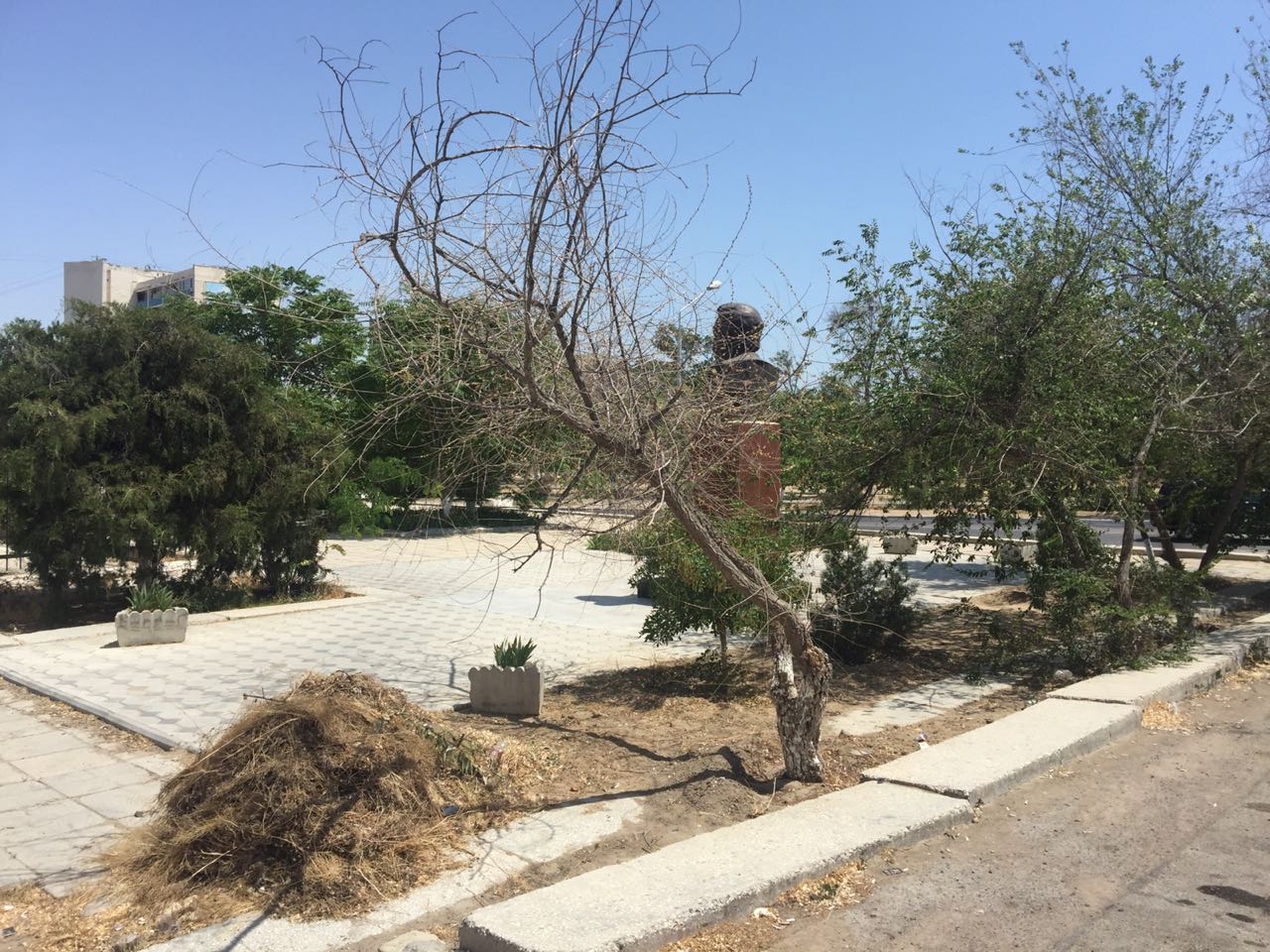 Сухостой в Актау