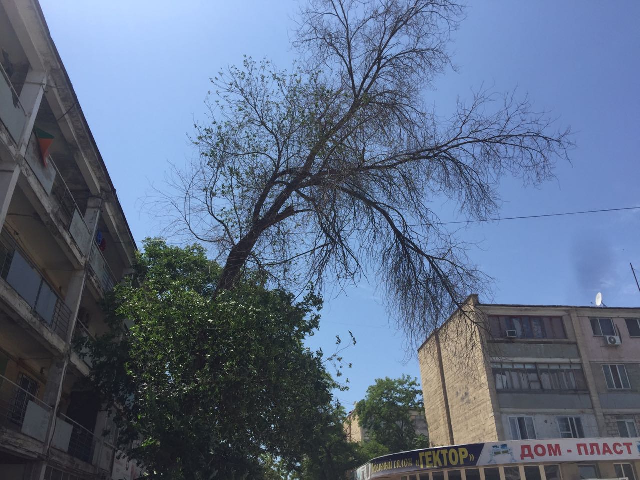 Сухостой в Актау
