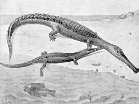 Ученые обнаружили останки древнего крокодила в Костанайской области