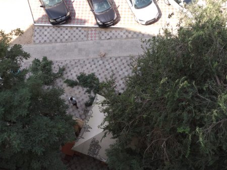 Срубили дерево!