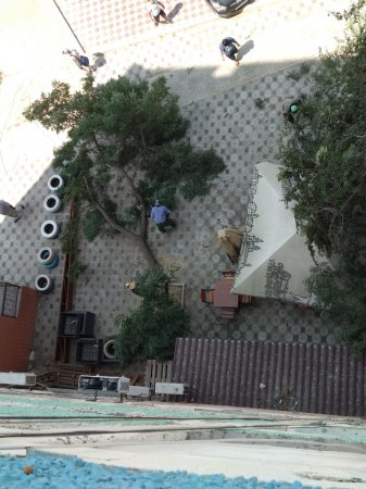 Срубили дерево!