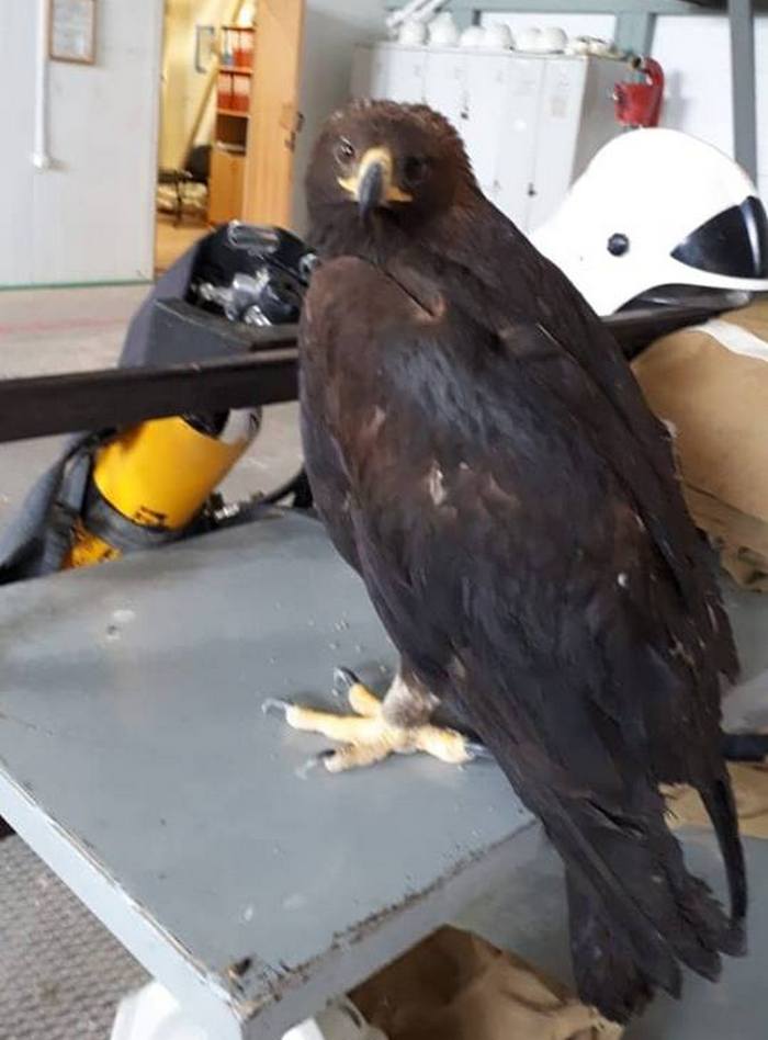 Беркут, что с ним делать?