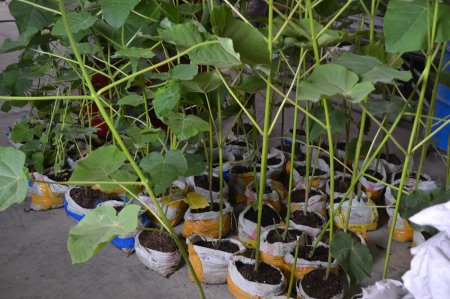 «Они не умерли»: Специалист прокомментировал состояние саженцев в Актау