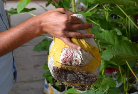 «Они не умерли»: Специалист прокомментировал состояние саженцев в Актау