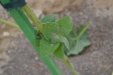 «Они не умерли»: Специалист прокомментировал состояние саженцев в Актау
