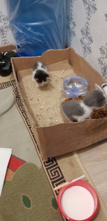 Котятам Нужна Помощь!