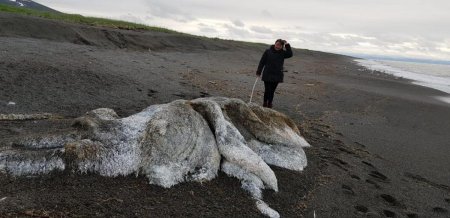 Морского "монстра" обнаружили на побережье Камчатки