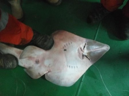 Фото странного улова на Кашагане обсуждают в соцсети