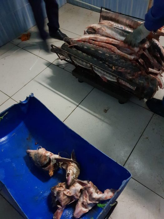 Полицейские Мангистау изъяли у браконьеров 274 килограмма осетровой рыбы