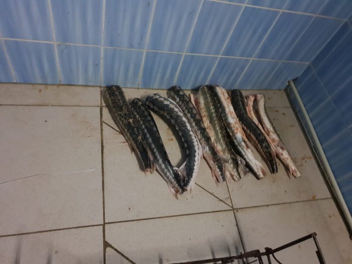 Полицейские Мангистау изъяли у браконьеров 274 килограмма осетровой рыбы