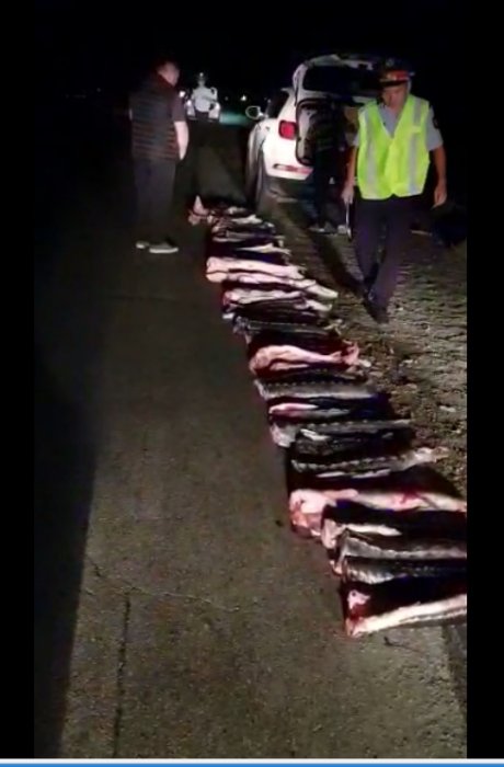 Полицейские Мангистау изъяли у браконьеров 274 килограмма осетровой рыбы