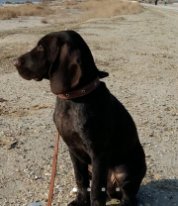 Пропала собака