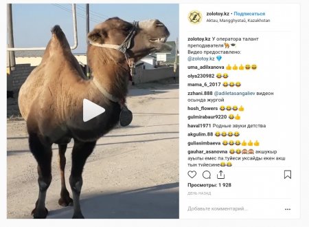 Жители Мангистау сняли на видео поющего верблюда