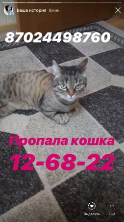Пропала Кошка