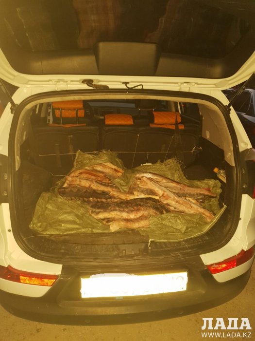 Почти полтонны рыбы осетровых пород изъяли полицейские у жителей Мангистау