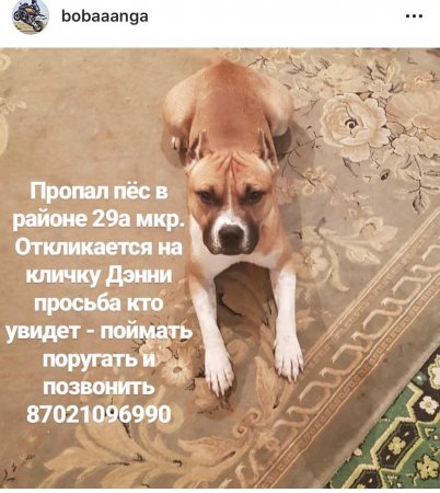Пропала собака