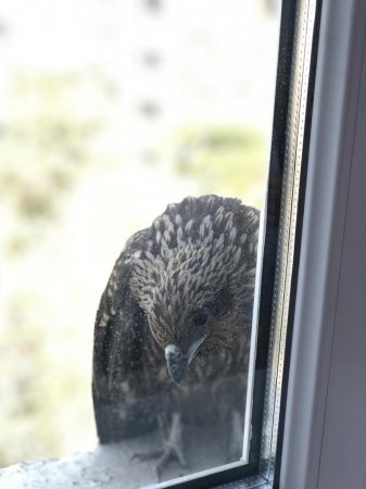 Прилетел неожиданный гость ВИДЕО