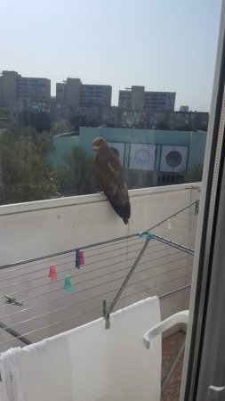 Очередной неожиданный гость