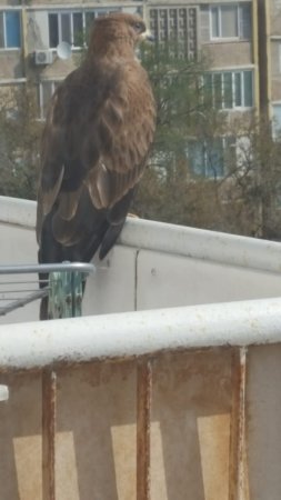 Очередной неожиданный гость