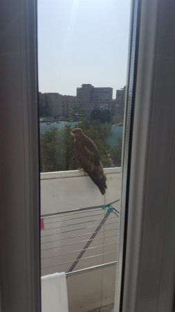 Очередной неожиданный гость