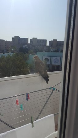 Очередной неожиданный гость