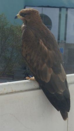 Очередной неожиданный гость