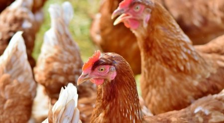 Запрет на казахстанские куры и яйца в Кыргызстане удивил Минсельхоз