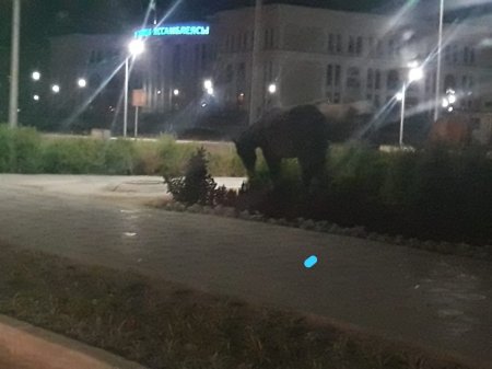 Лошали везде.И днем и ночью